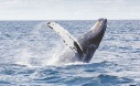 Japan omgår stoppet for hvalfangst