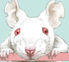 Stop Dyreforsøg med Dyrenes Venner