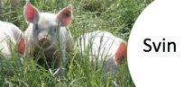 Svin