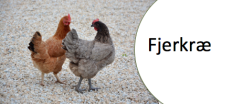 Fjerkræ